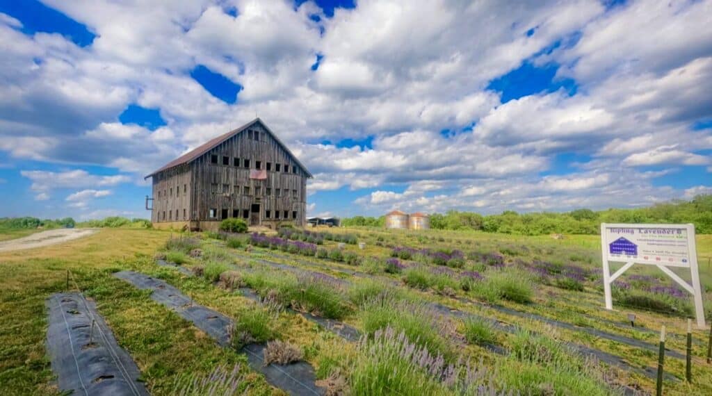 Kipling Lavender Farm